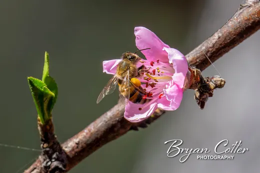 Western Honey Bee