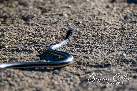 Western Ribbon Snake photographed in the Guadalupe Mountains region of Texas by Bryan Cotter