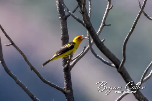 Western Tanager photographed in the Davis Mountains region of Texas by Bryan Cotter