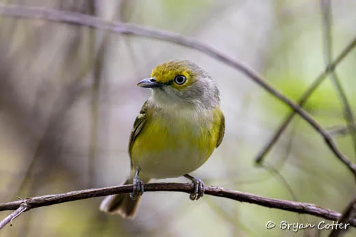 White-eyed Vireo