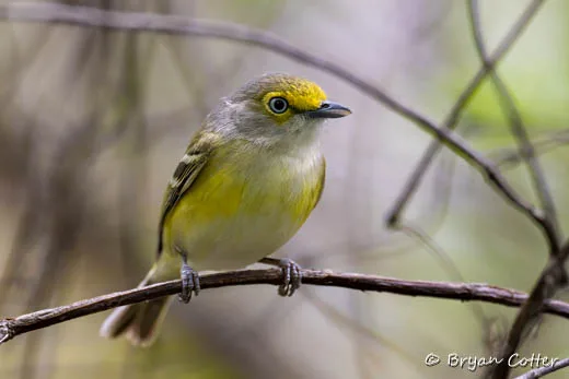 White-eyed Vireo