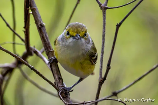 White-eyed Vireo
