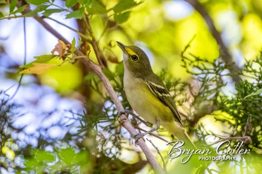 White-eyed Vireo