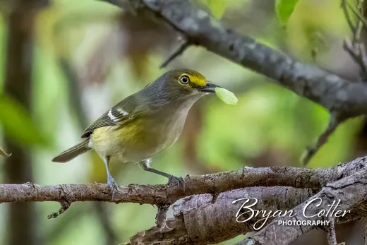 White-eyed Vireo