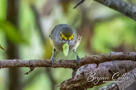 White-eyed Vireo