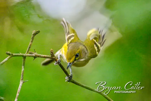 White-eyed Vireo photographed in Texas by Bryan Cotter