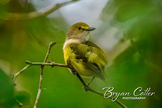 White-eyed Vireo