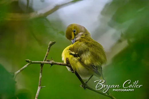 White-eyed Vireo