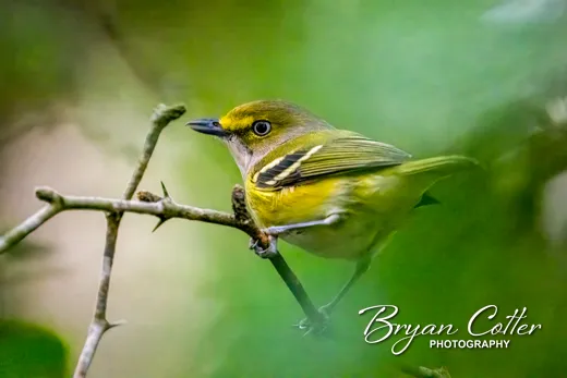 White-eyed Vireo