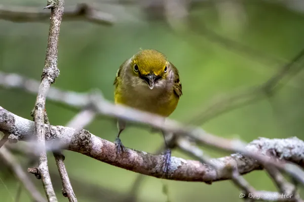 White-eyed Vireo