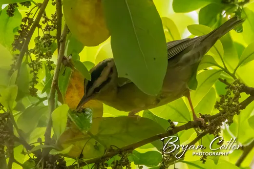 Worm-eating Warbler
