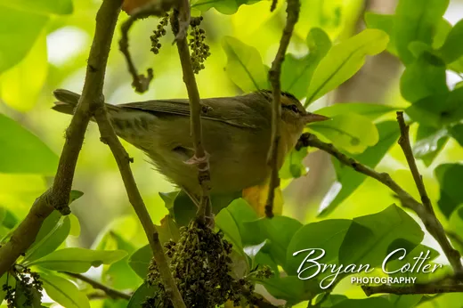 Worm-eating Warbler