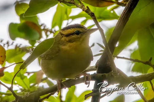 Worm-eating Warbler