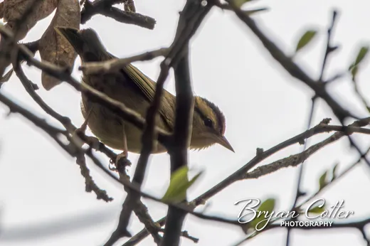 Worm-eating Warbler