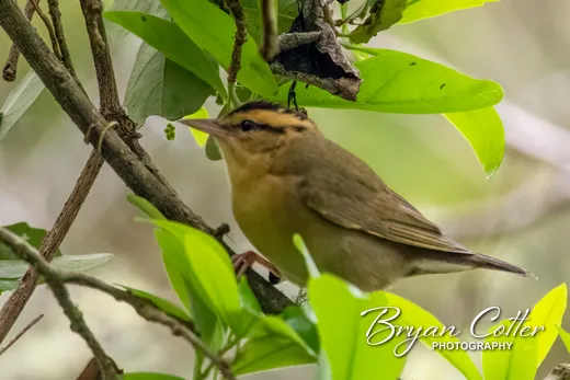 Worm-eating Warbler