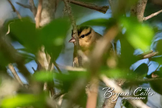 Worm-eating Warbler photographed in Texas by Bryan Cotter