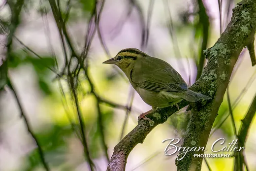 Worm-eating Warbler