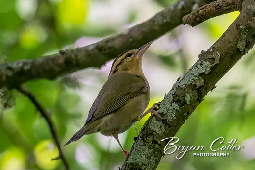 Worm-eating Warbler