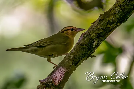 Worm-eating Warbler