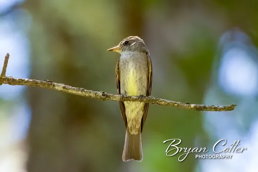 Western Wood-Pewee