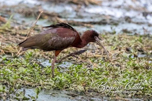 White-faced Ibis