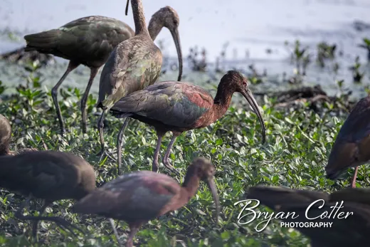 White-faced Ibis