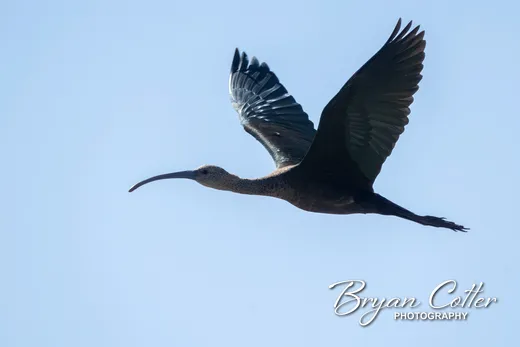 White-faced Ibis