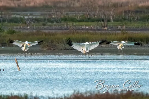 Whooping Crane
