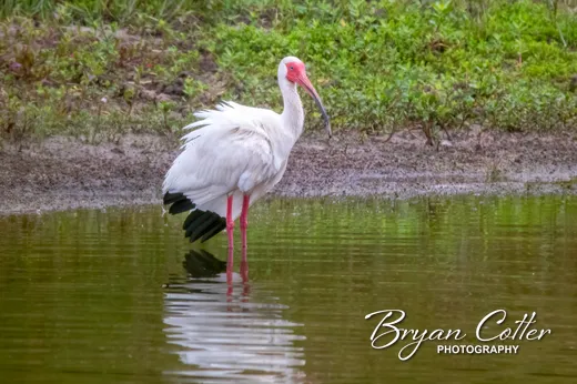 White Ibis