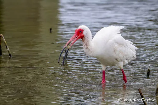 White Ibis photographed in the Coastal Bend region of Texas by Bryan Cotter
