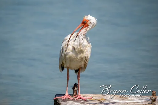 White Ibis