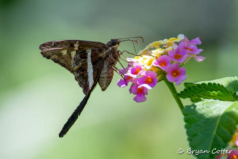 White-striped Longtail