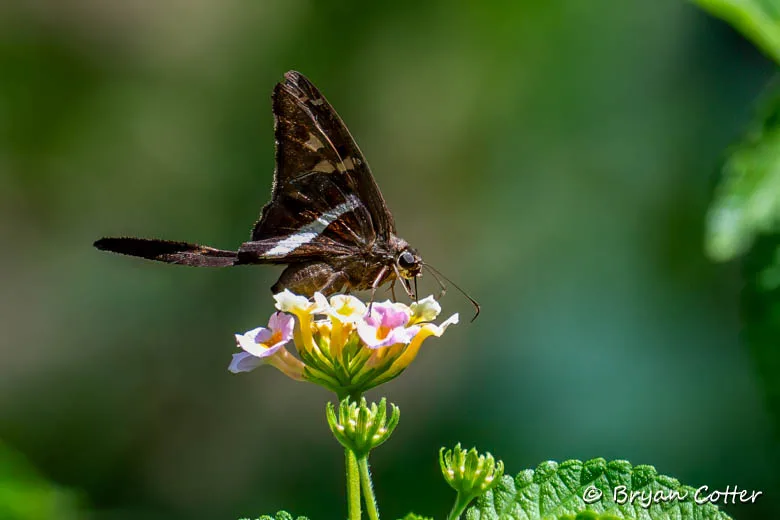 White-striped Longtail