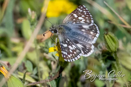 White Checkered-Skipper