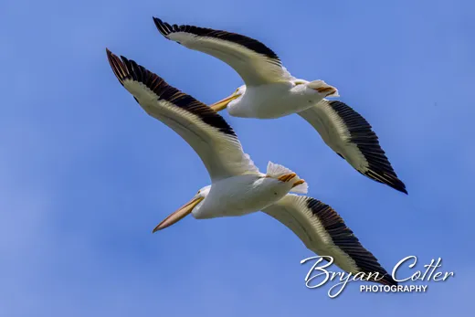 American White Pelican
