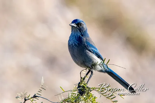 Woodhouse's Scrub-Jay