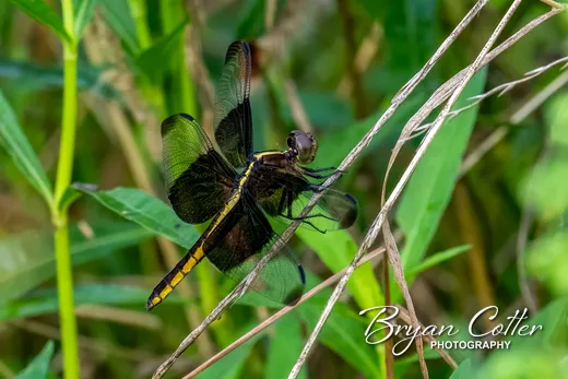 Widow Skimmer Dragonfly