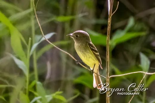 Willow Flycatcher