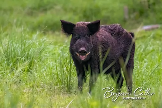Feral Hog