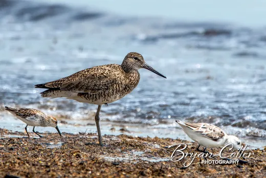 Willet
