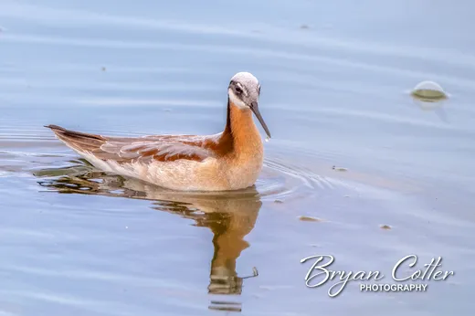 Wilson's Phalarope