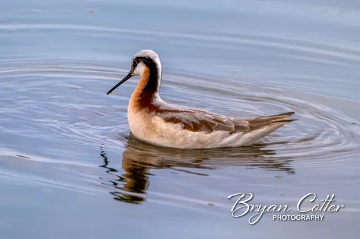 Wilson's Phalarope