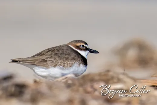 Wilson's Plover