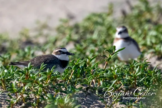 Wilson's Plover