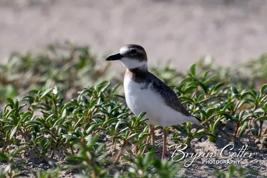 Wilson's Plover