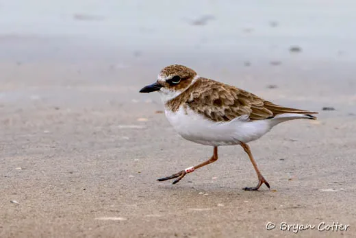 Wilson's Plover