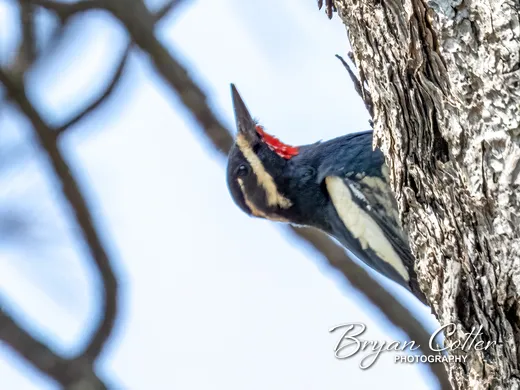 Williamson's Sapsucker