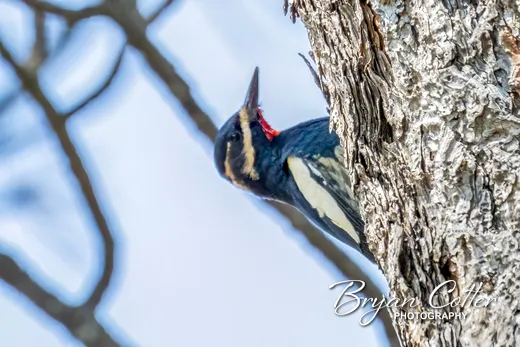 Williamson's Sapsucker