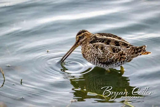 Wilson's Snipe