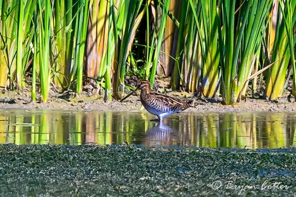 Wilson's Snipe